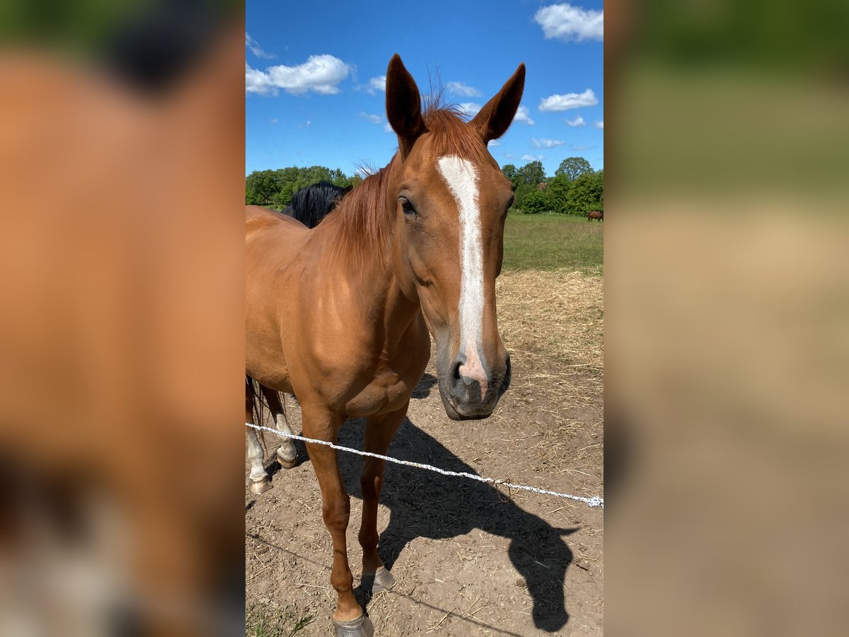 Englisches Vollblut Stute 9 Jahre 163 cm Fuchs in Bawinkel