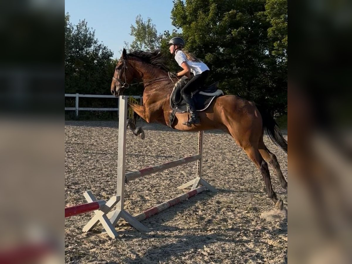 Englisches Vollblut Wallach 10 Jahre 172 cm Brauner in Berghausen