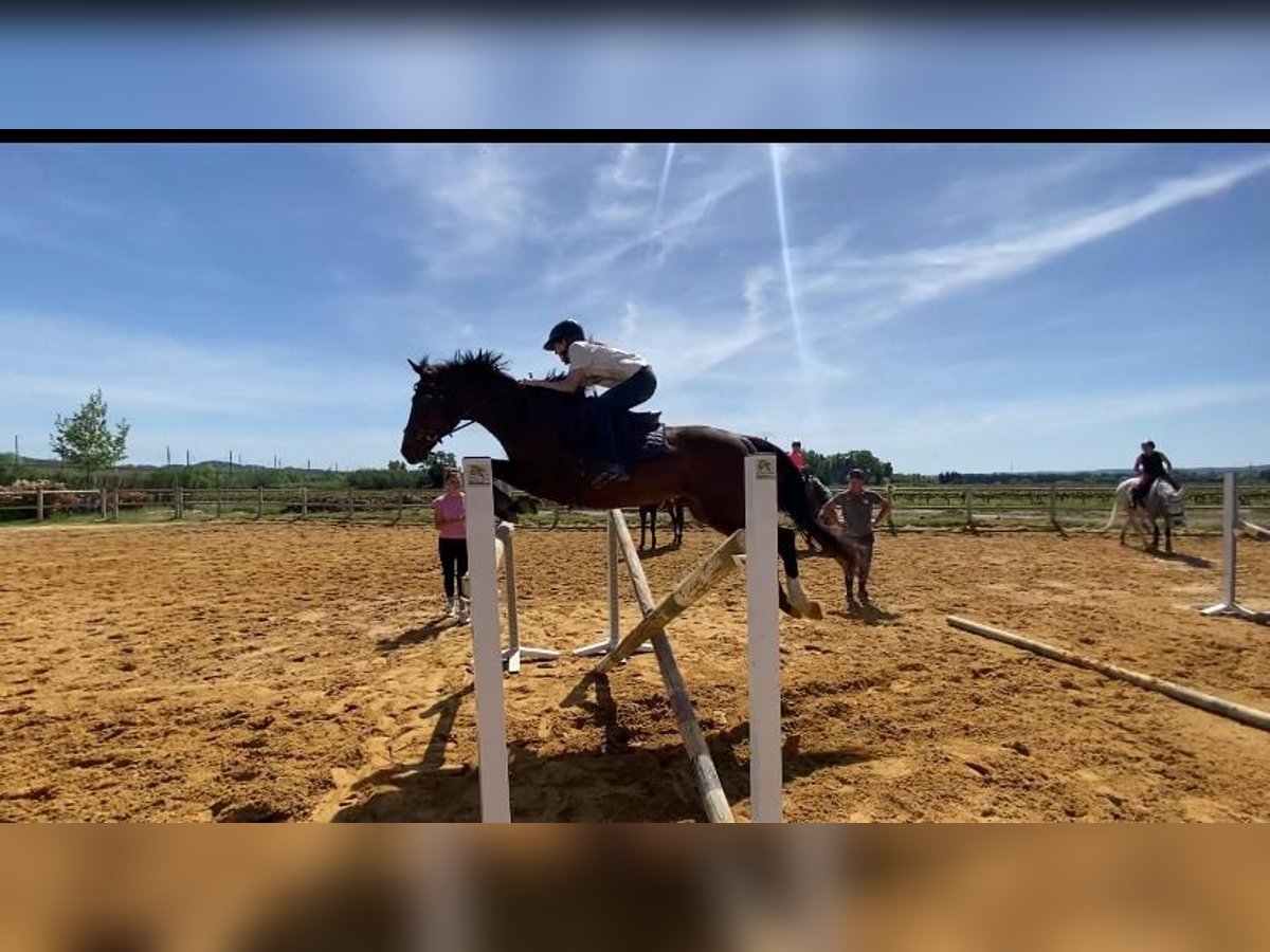 Englisches Vollblut Wallach 11 Jahre 158 cm Brauner in Pujaut