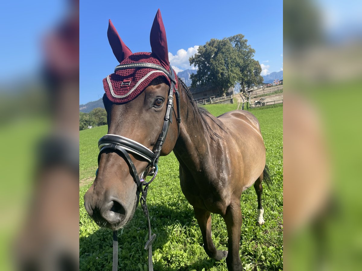 Englisches Vollblut Wallach 11 Jahre 160 cm Dunkelbrauner in Lindach