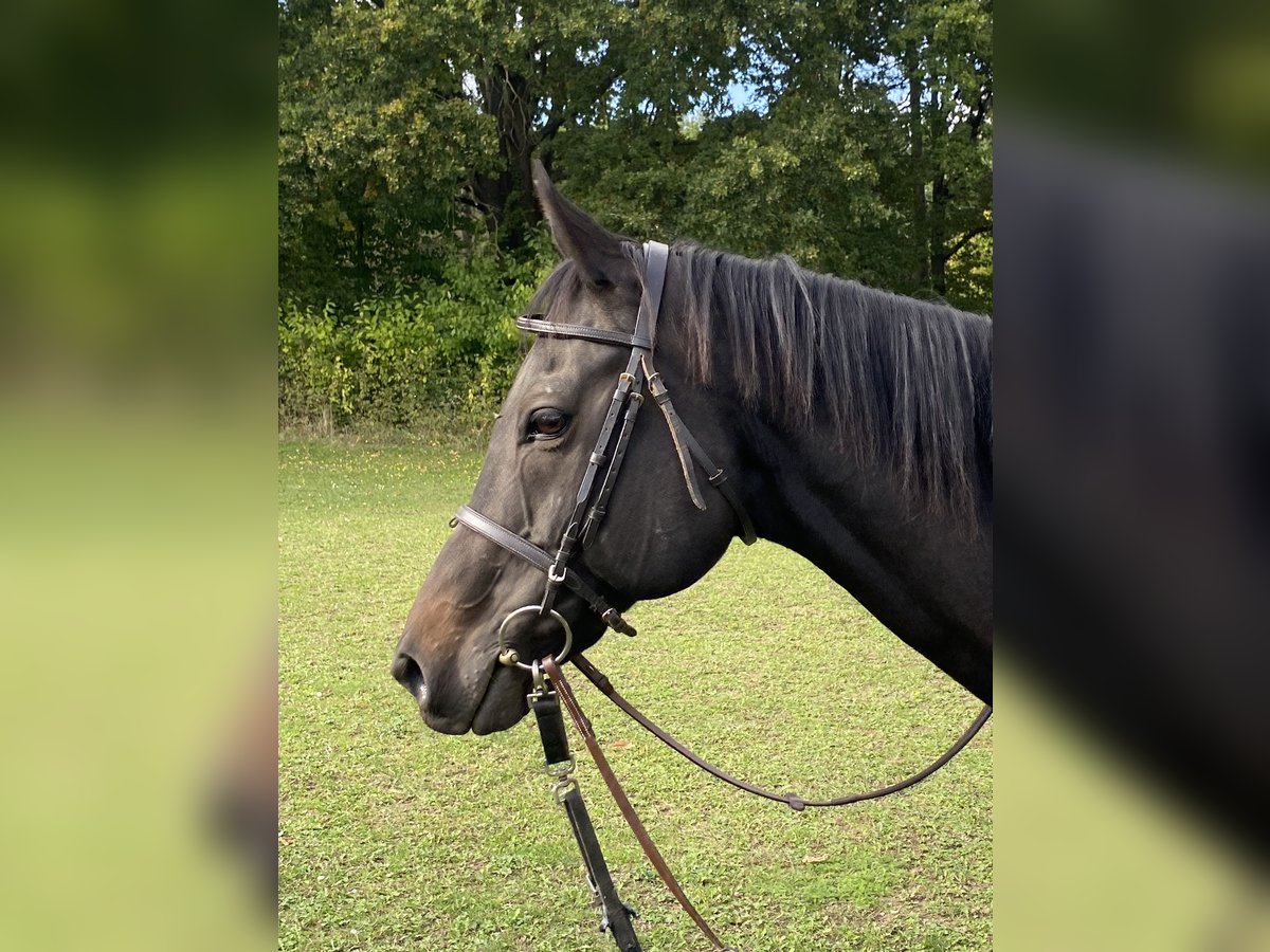 Englisches Vollblut Wallach 12 Jahre 160 cm Dunkelbrauner in Bornheim