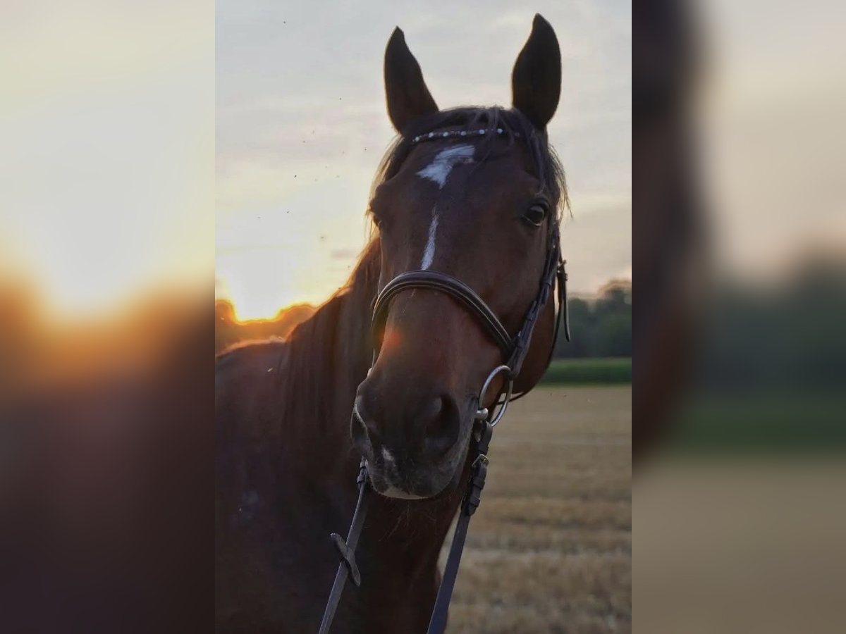 Englisches Vollblut Wallach 12 Jahre 163 cm Dunkelbrauner in Mannheim