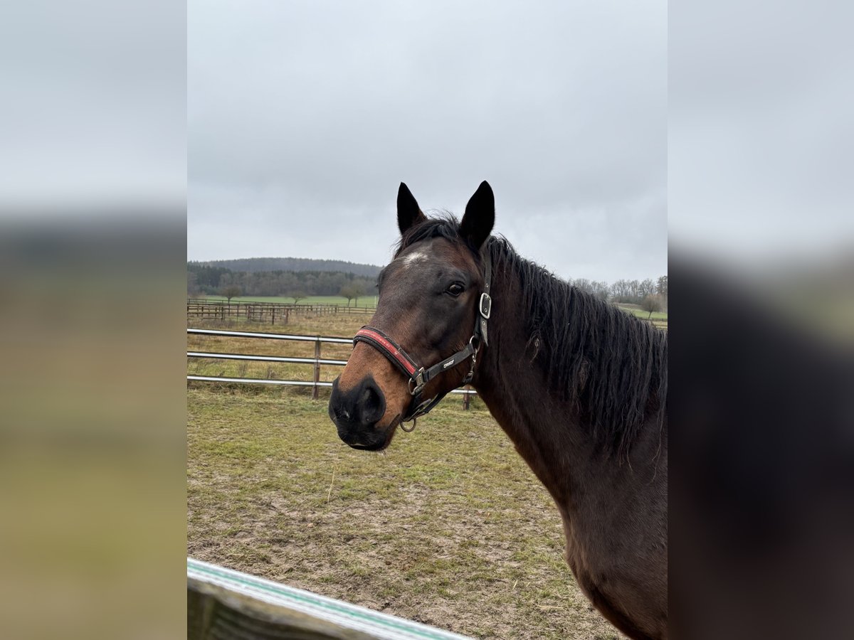 Englisches Vollblut Wallach 12 Jahre 167 cm Dunkelbrauner in Oberaula