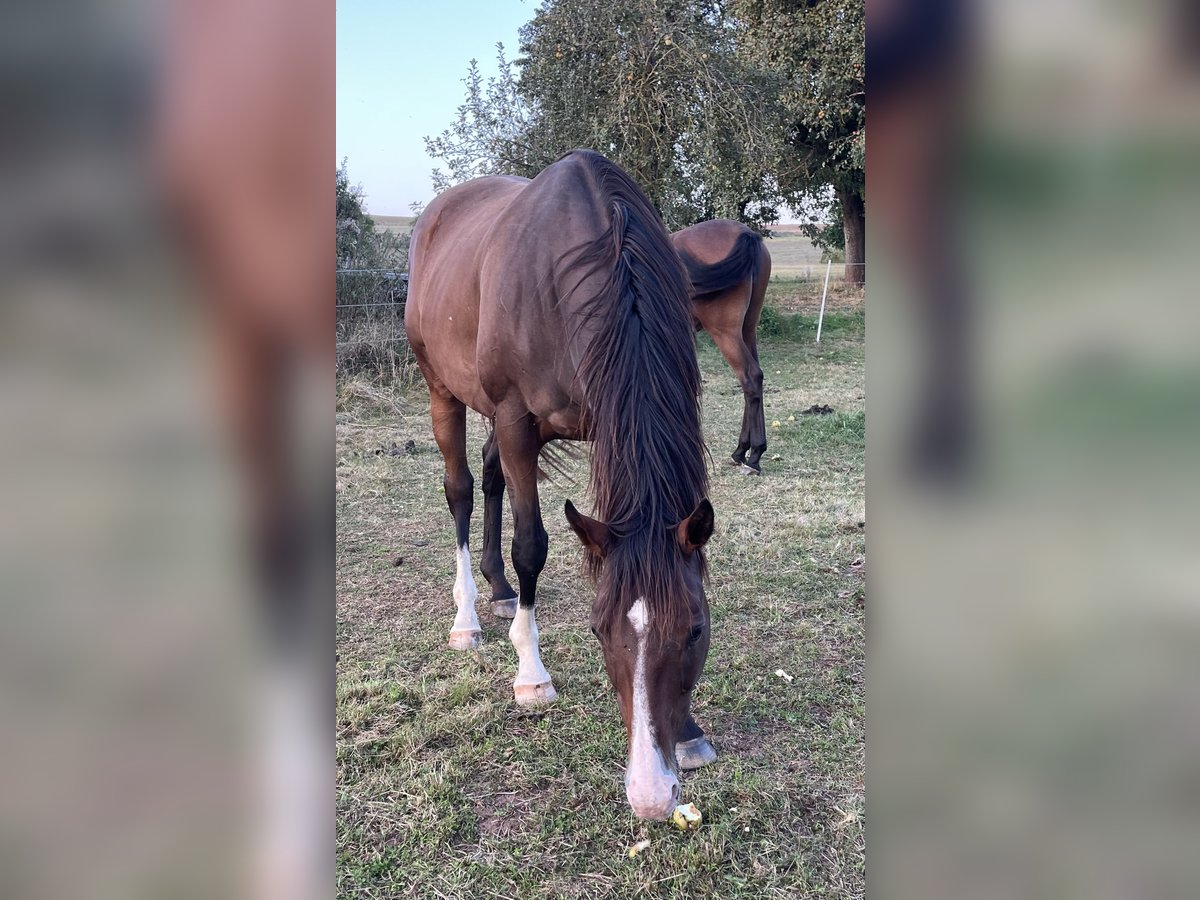 Englisches Vollblut Wallach 13 Jahre 163 cm Brauner in M&#xFC;nchhausen
