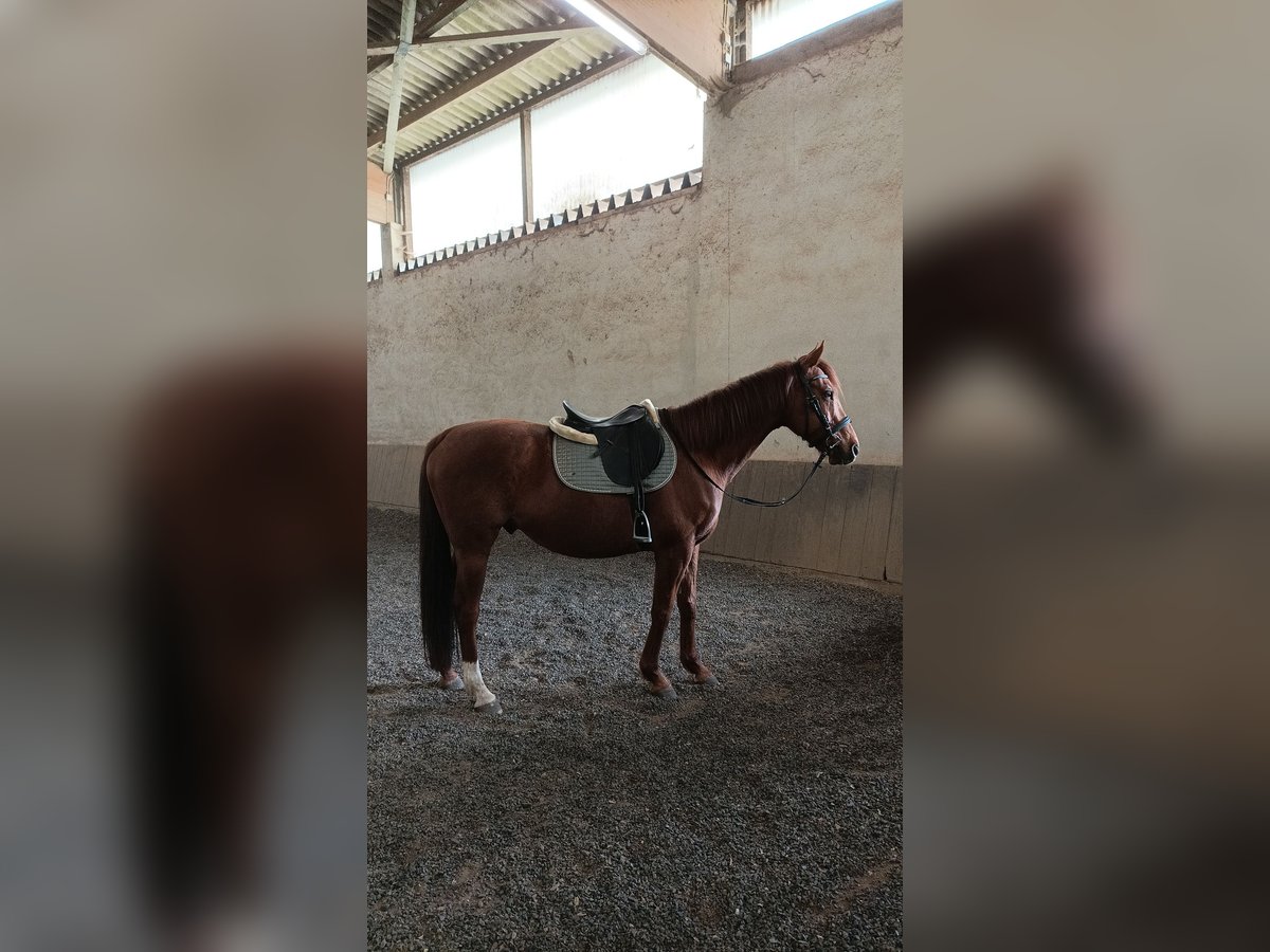 Englisches Vollblut Wallach 13 Jahre 165 cm in Selters (Taunus)
