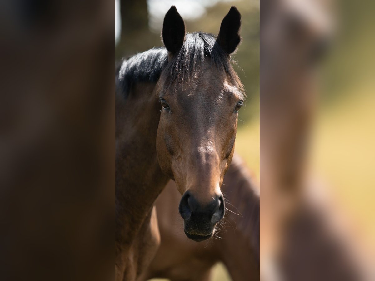 Englisches Vollblut Wallach 13 Jahre 170 cm Brauner in Struvenh&#xFC;tten
