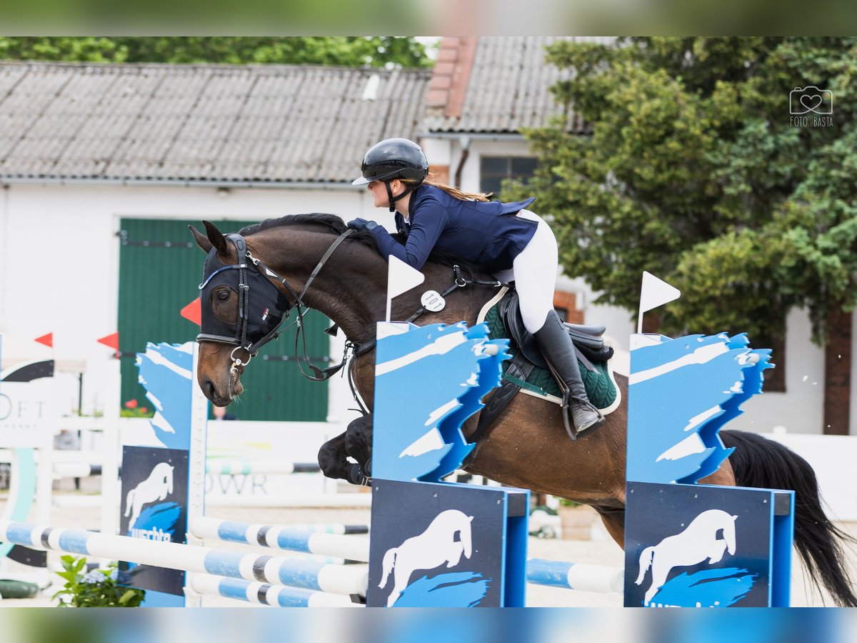 Englisches Vollblut Wallach 13 Jahre 170 cm Dunkelbrauner in Poznan