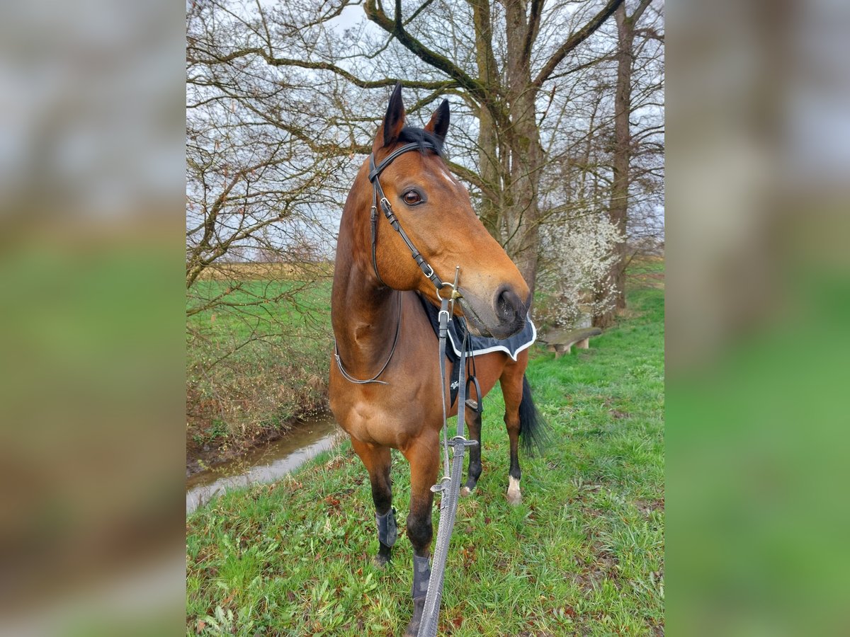 Englisches Vollblut Wallach 14 Jahre 165 cm Brauner in Marthalen