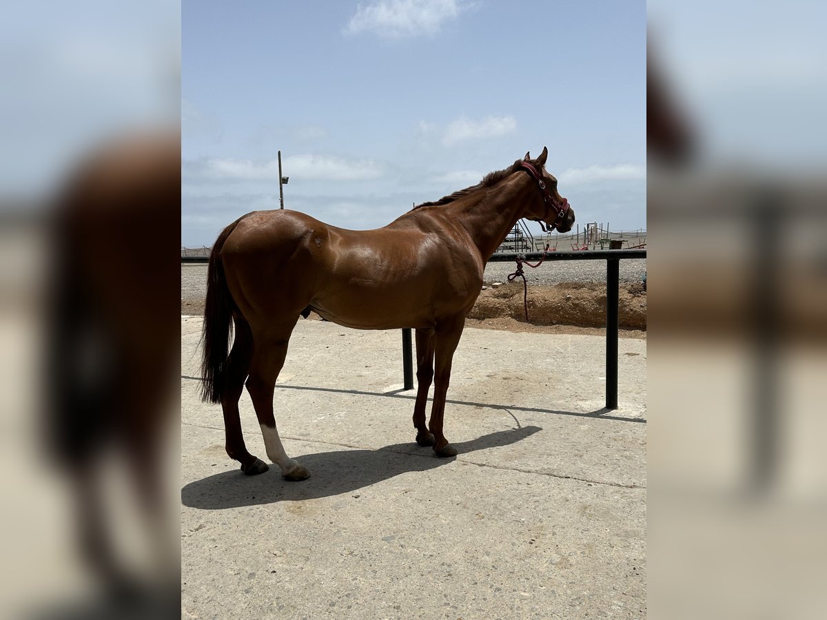 Englisches Vollblut Wallach 14 Jahre 167 cm Fuchs in Las Palmas De Gran Canaria