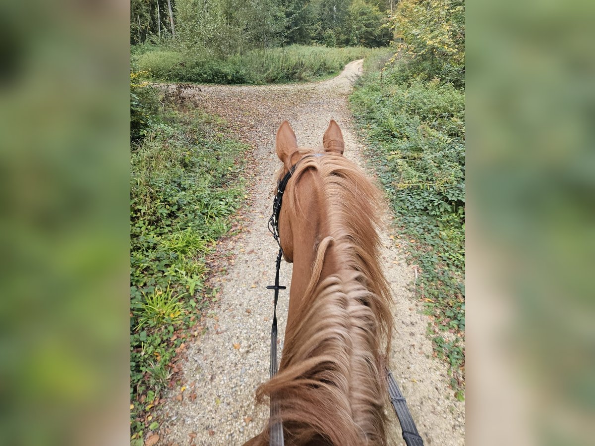 Englisches Vollblut Wallach 14 Jahre 173 cm Fuchs in Mühlhausen-Ehingen