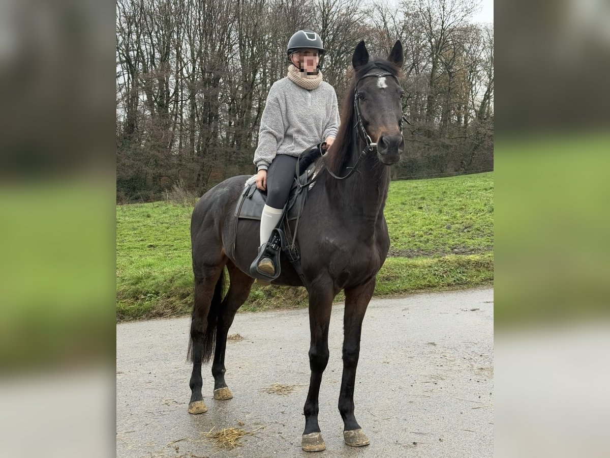 Englisches Vollblut Wallach 15 Jahre 166 cm Dunkelbrauner in Wuppertal