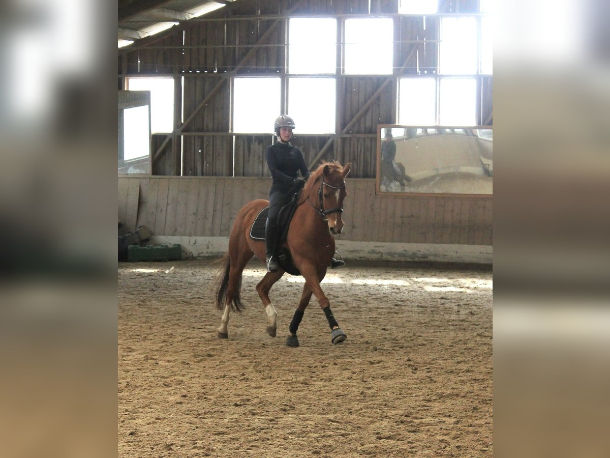 Englisches Vollblut Wallach 20 Jahre 153 cm Fuchs in Velden