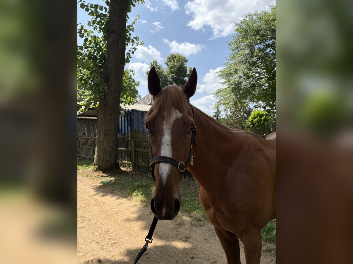 Englisches Vollblut Wallach 3 Jahre 160 cm Fuchs in KrefeldKrefeld