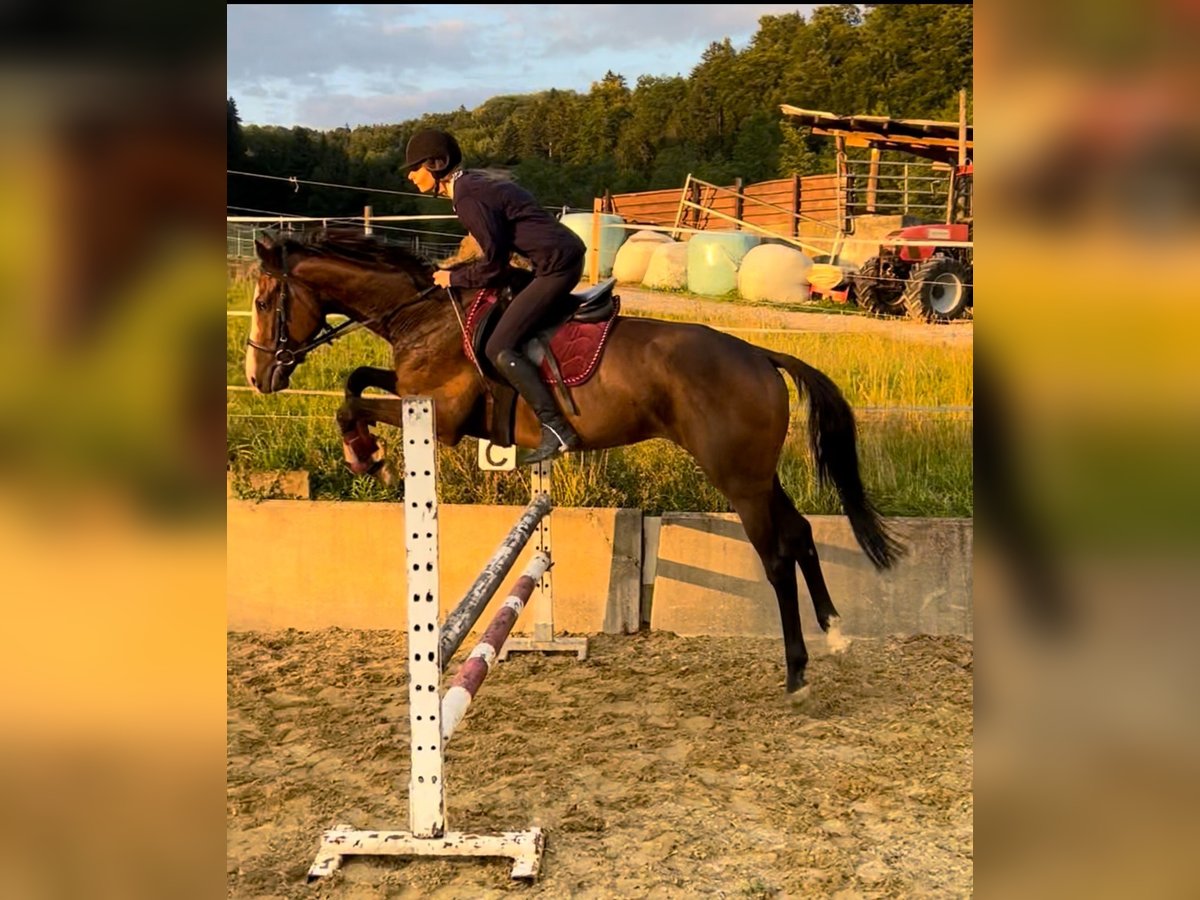 Englisches Vollblut Wallach 3 Jahre 163 cm Brauner in Lengnau