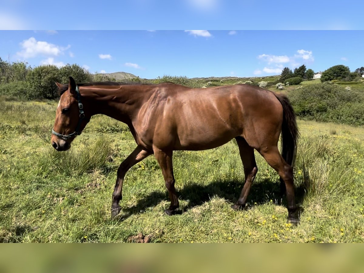 Englisches Vollblut Wallach 3 Jahre 165 cm Rotbrauner in Cork