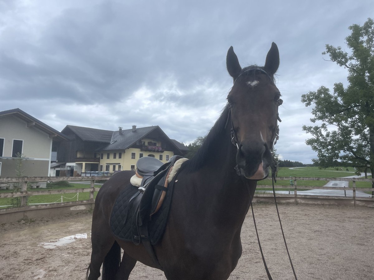 Englisches Vollblut Wallach 3 Jahre 167 cm Schwarzbrauner in SeehamSeeham