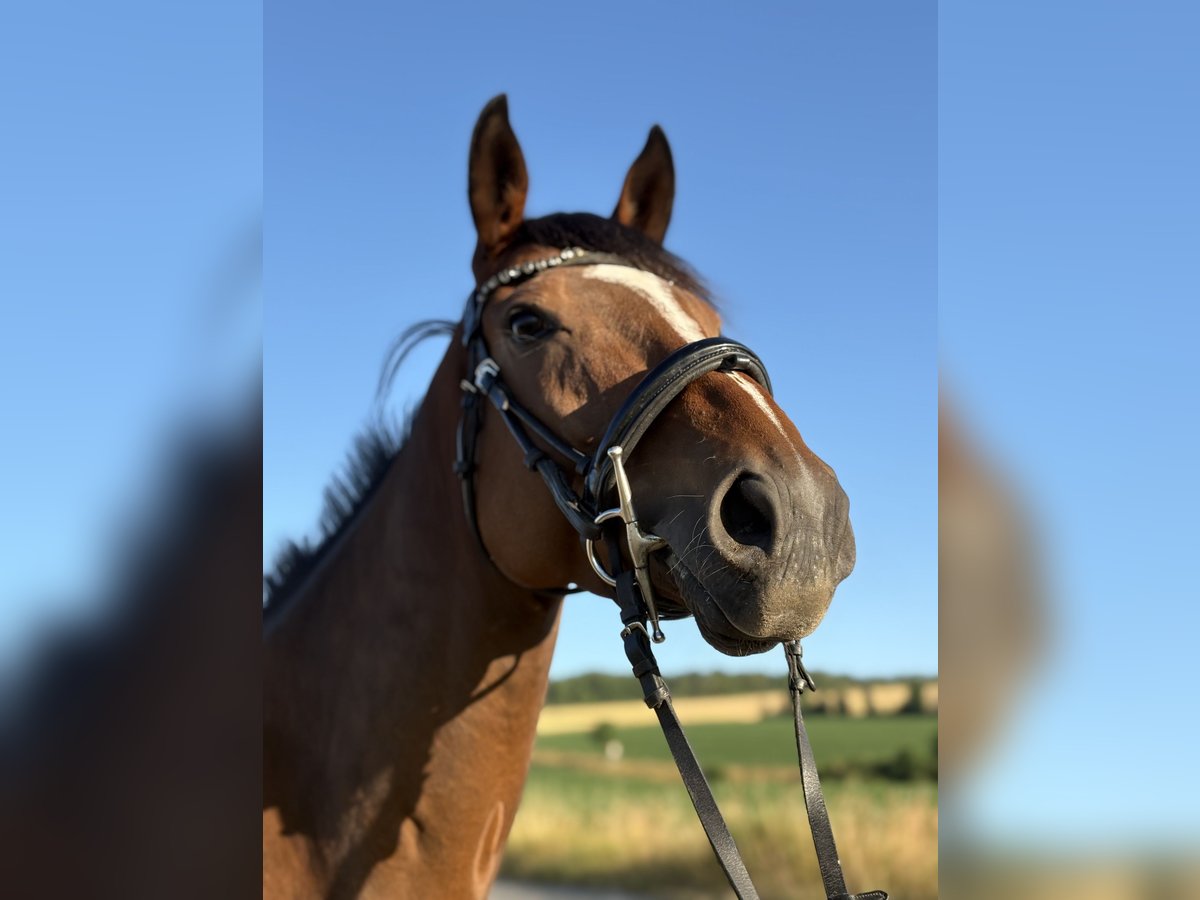 Englisches Vollblut Wallach 4 Jahre 163 cm Brauner in N&#xF6;rten-Hardenberg