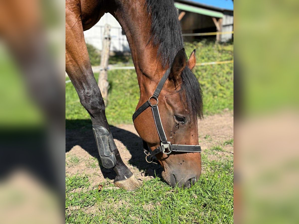 Englisches Vollblut Wallach 4 Jahre 163 cm Brauner in TONNOY