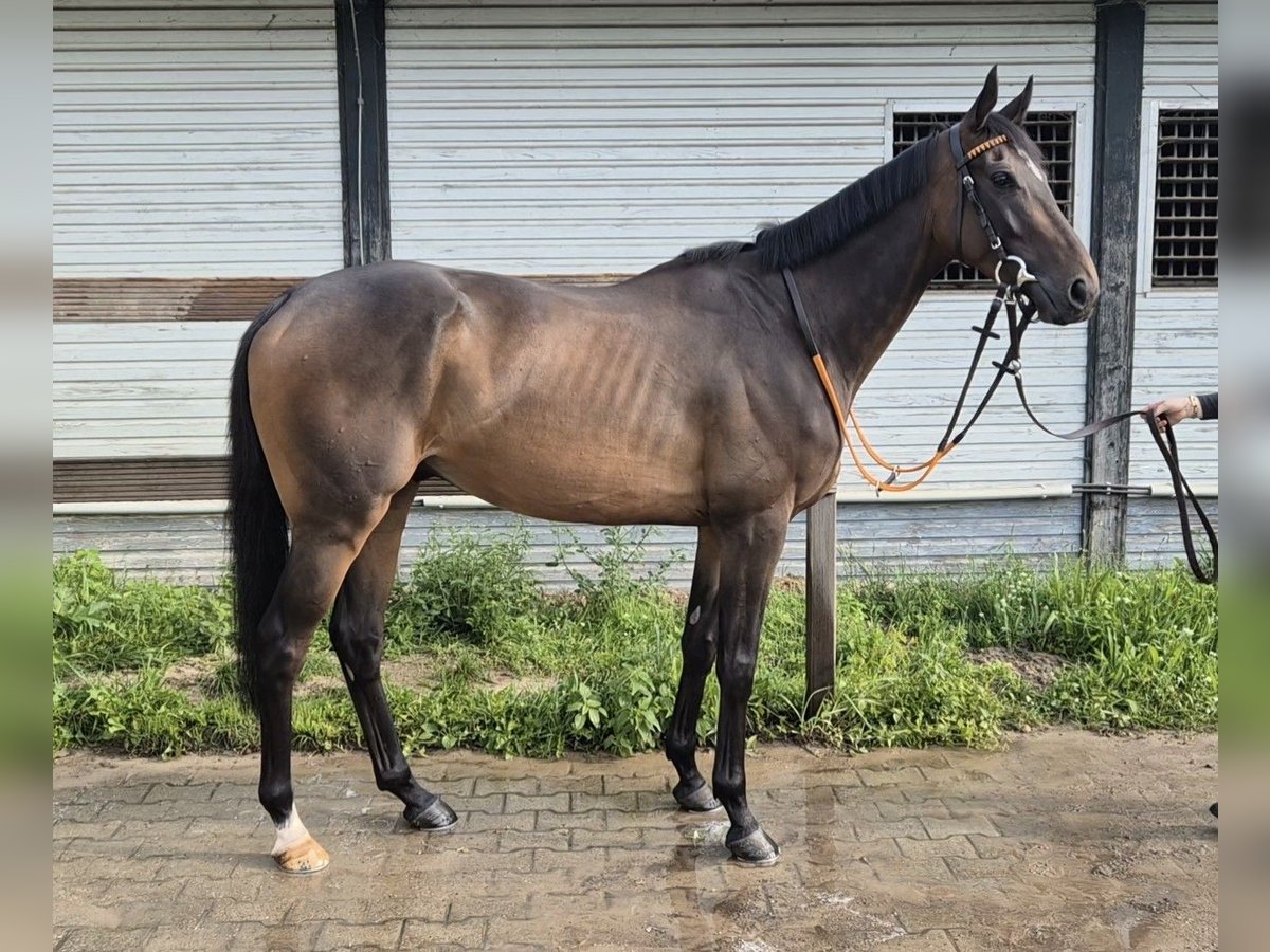 Englisches Vollblut Wallach 4 Jahre 165 cm Brauner in Neuenhagen