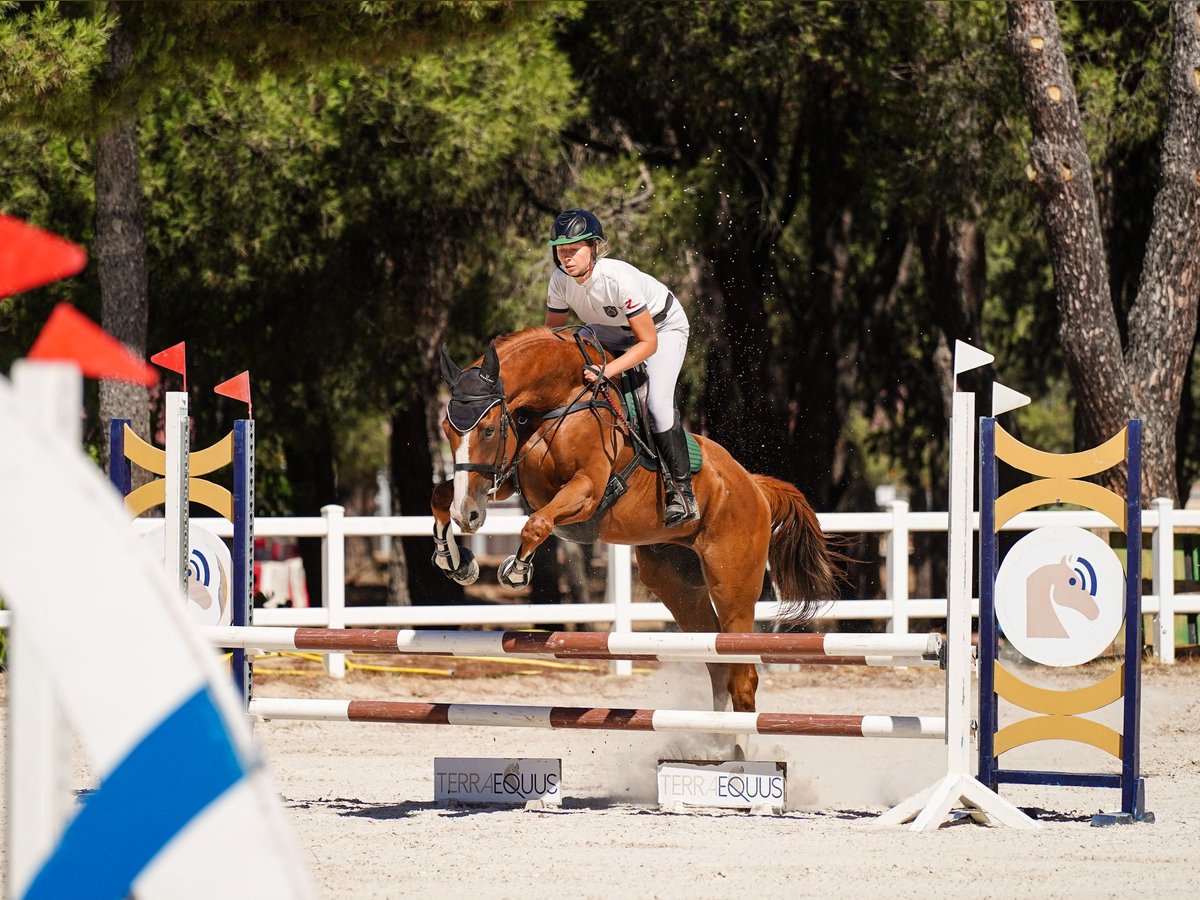 Englisches Vollblut Wallach 4 Jahre 165 cm Fuchs in Brunete