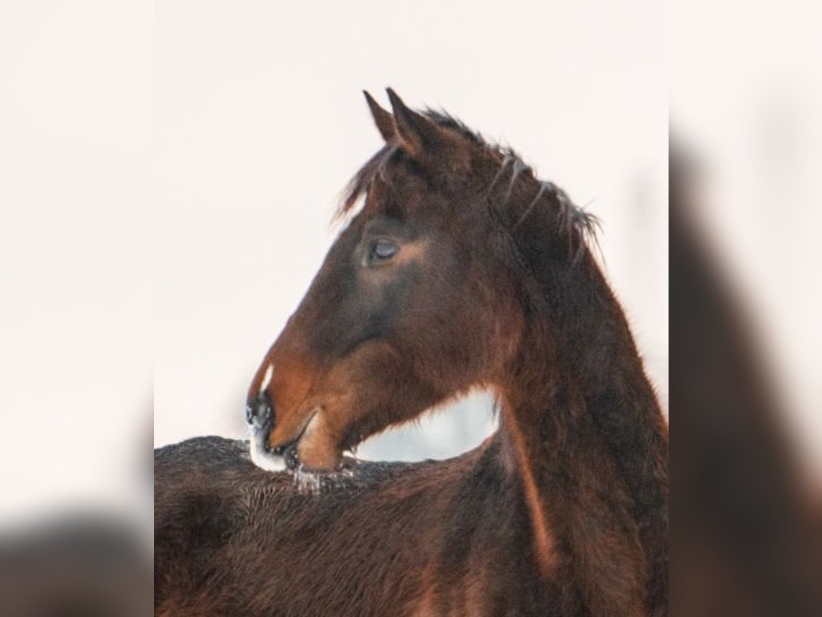 Englisches Vollblut Wallach 4 Jahre 167 cm Schwarzbrauner in SeehamSeeham