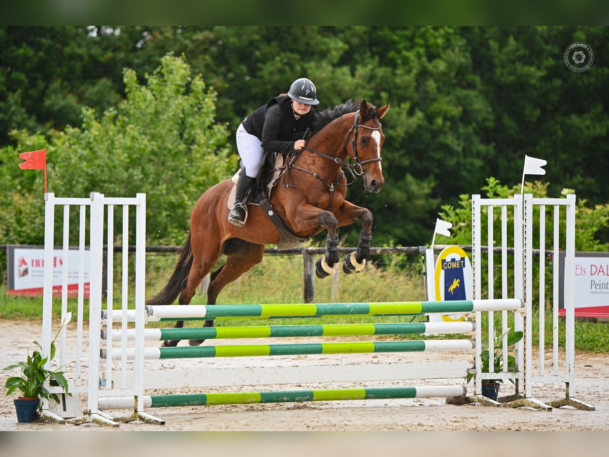 Englisches Vollblut Wallach 4 Jahre 168 cm Brauner in Vienne