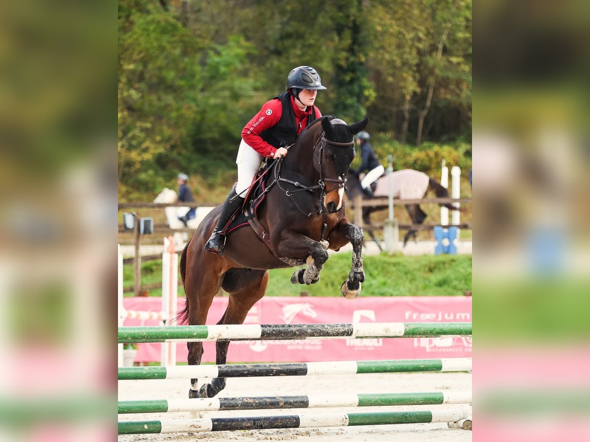 Englisches Vollblut Wallach 4 Jahre 168 cm Brauner in Laburgade