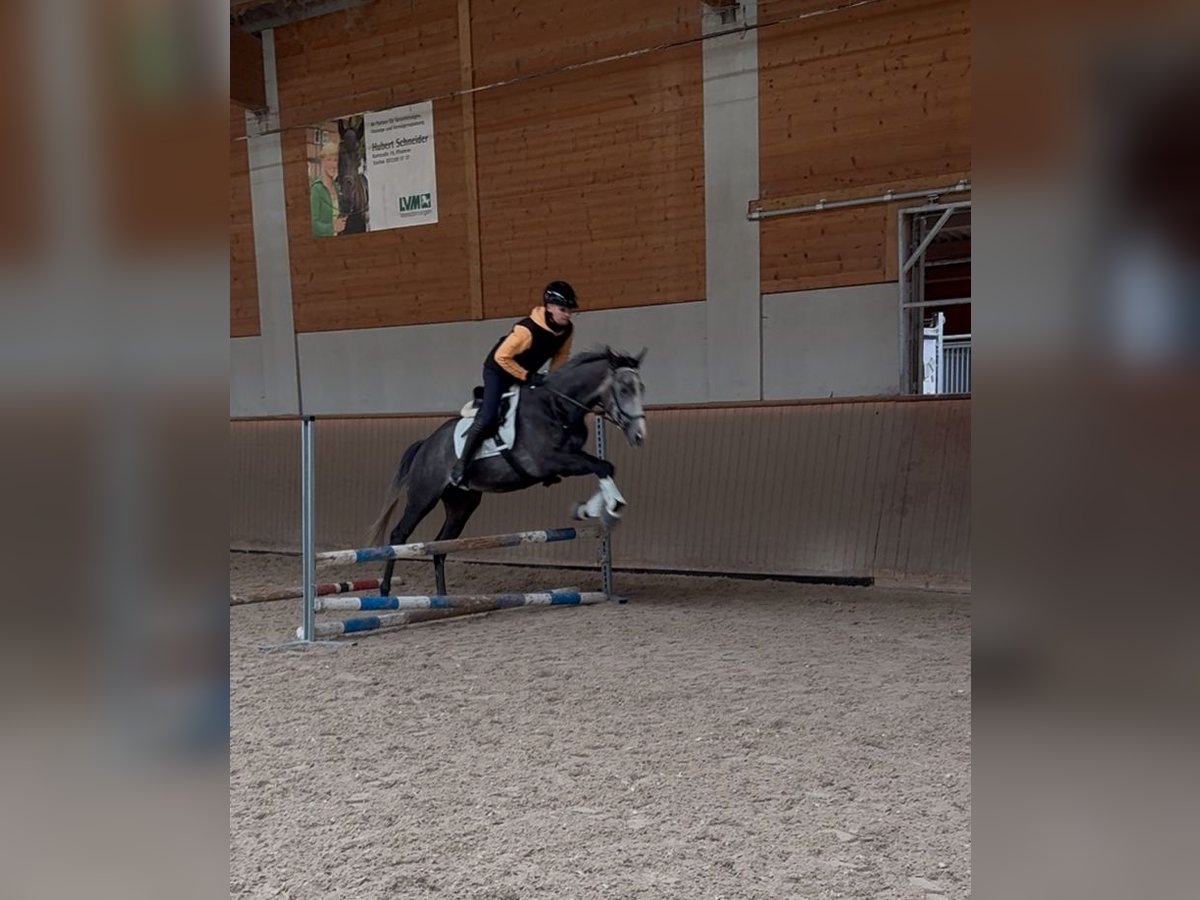 Englisches Vollblut Wallach 4 Jahre 169 cm in Iffezheim