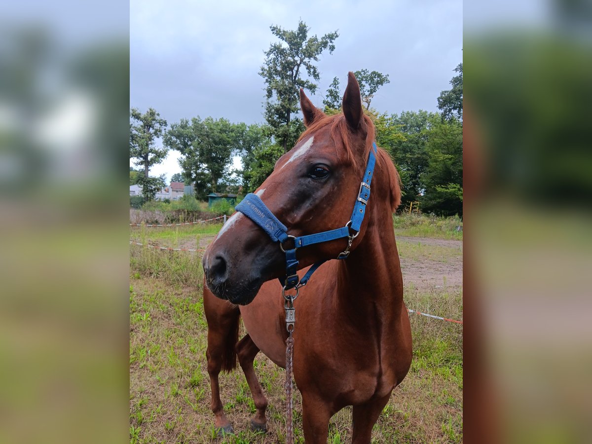 Englisches Vollblut Mix Wallach 5 Jahre 160 cm Fuchs in Weiterstadt