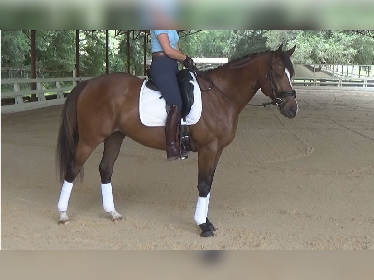 Englisches Vollblut Wallach 5 Jahre 162 cm Rotbrauner in Cantonment