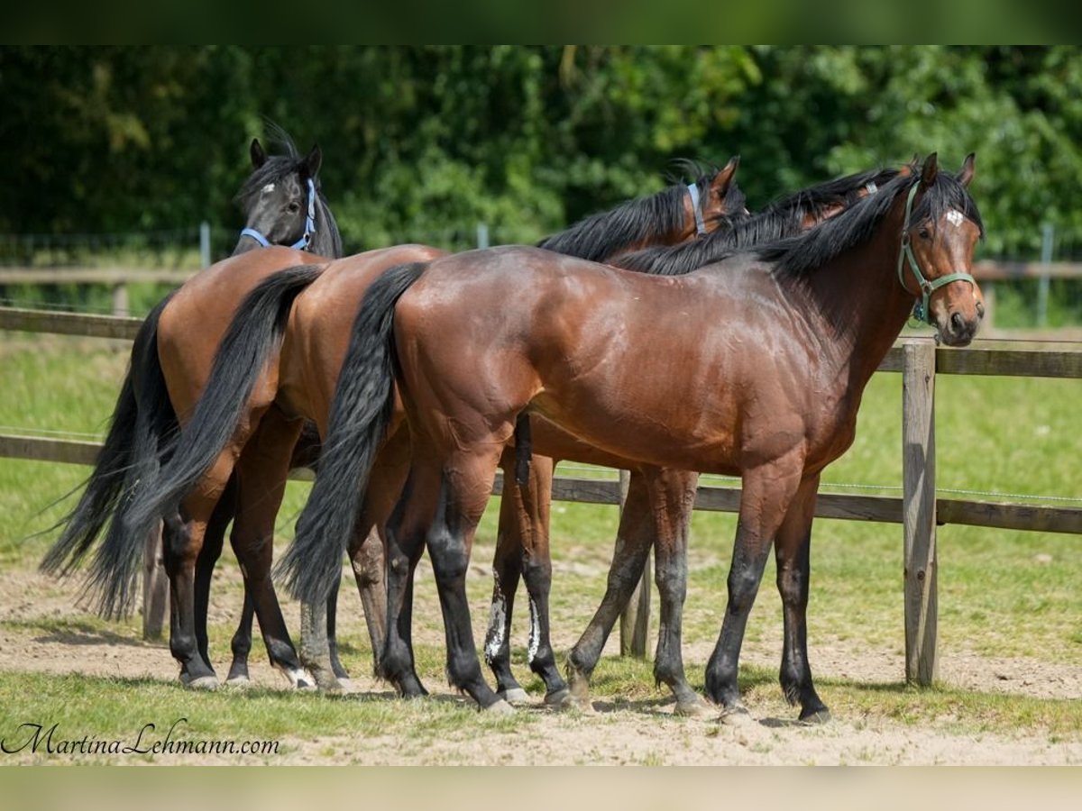 Englisches Vollblut Wallach 5 Jahre 164 cm Brauner in Bremen