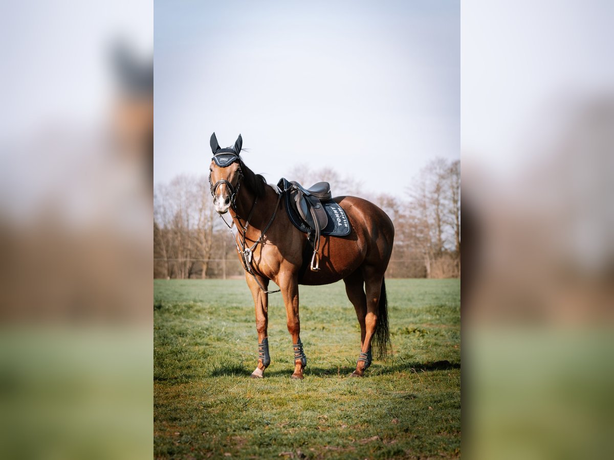 Englisches Vollblut Wallach 5 Jahre 165 cm Fuchs in Löningen