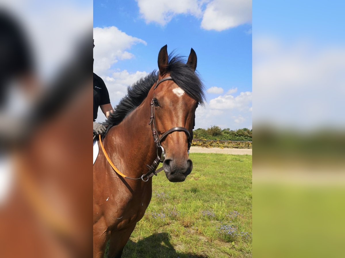 Englisches Vollblut Wallach 5 Jahre 166 cm Brauner in Bremen