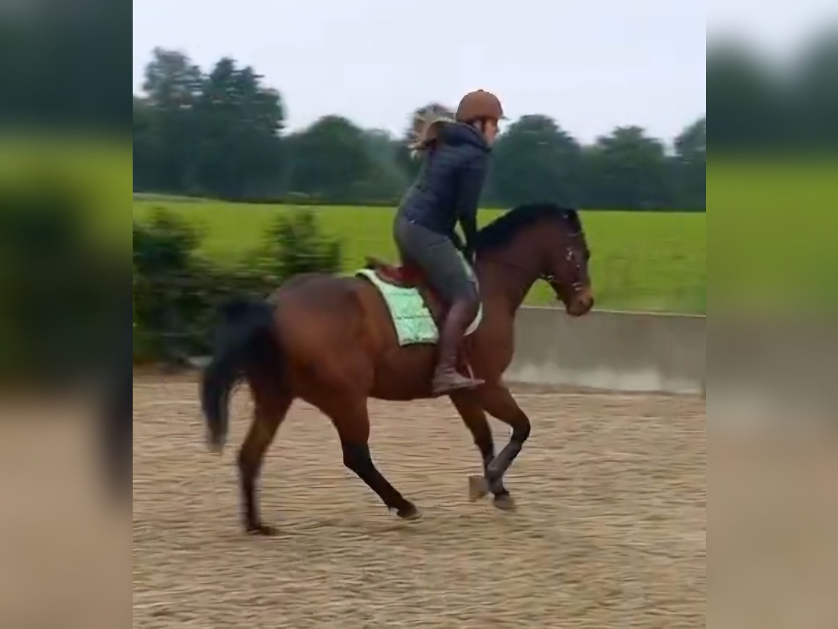 Englisches Vollblut Wallach 6 Jahre 160 cm Brauner in Ieper