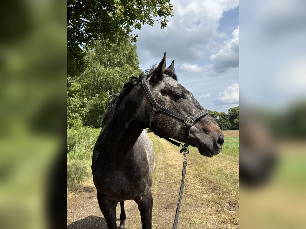 Englisches Vollblut Wallach 6 Jahre 166 cm Kann Schimmel werden in Kempen
