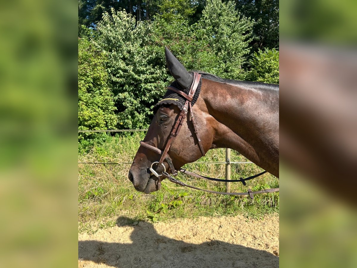 Englisches Vollblut Wallach 6 Jahre 168 cm Dunkelbrauner in Leuggern