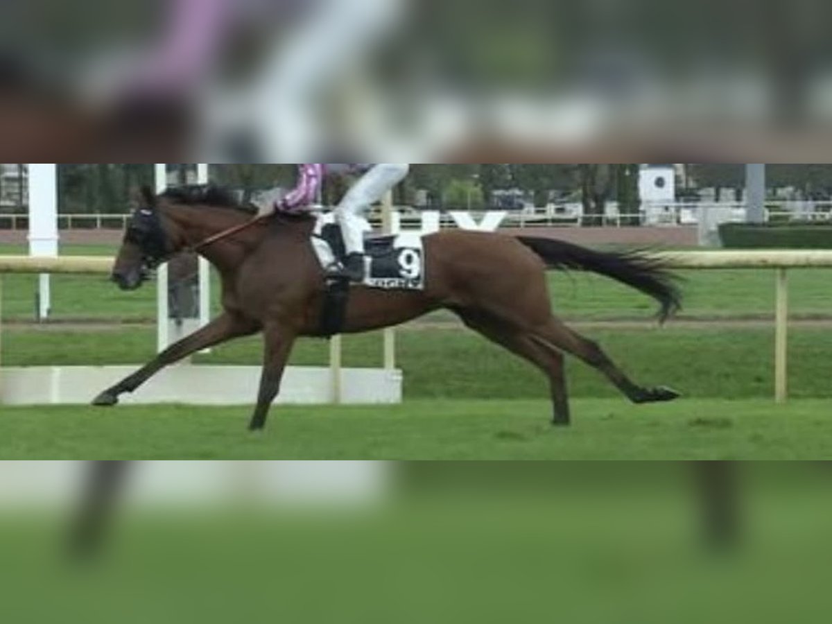 Englisches Vollblut Wallach 7 Jahre 161 cm Brauner in Ihringen