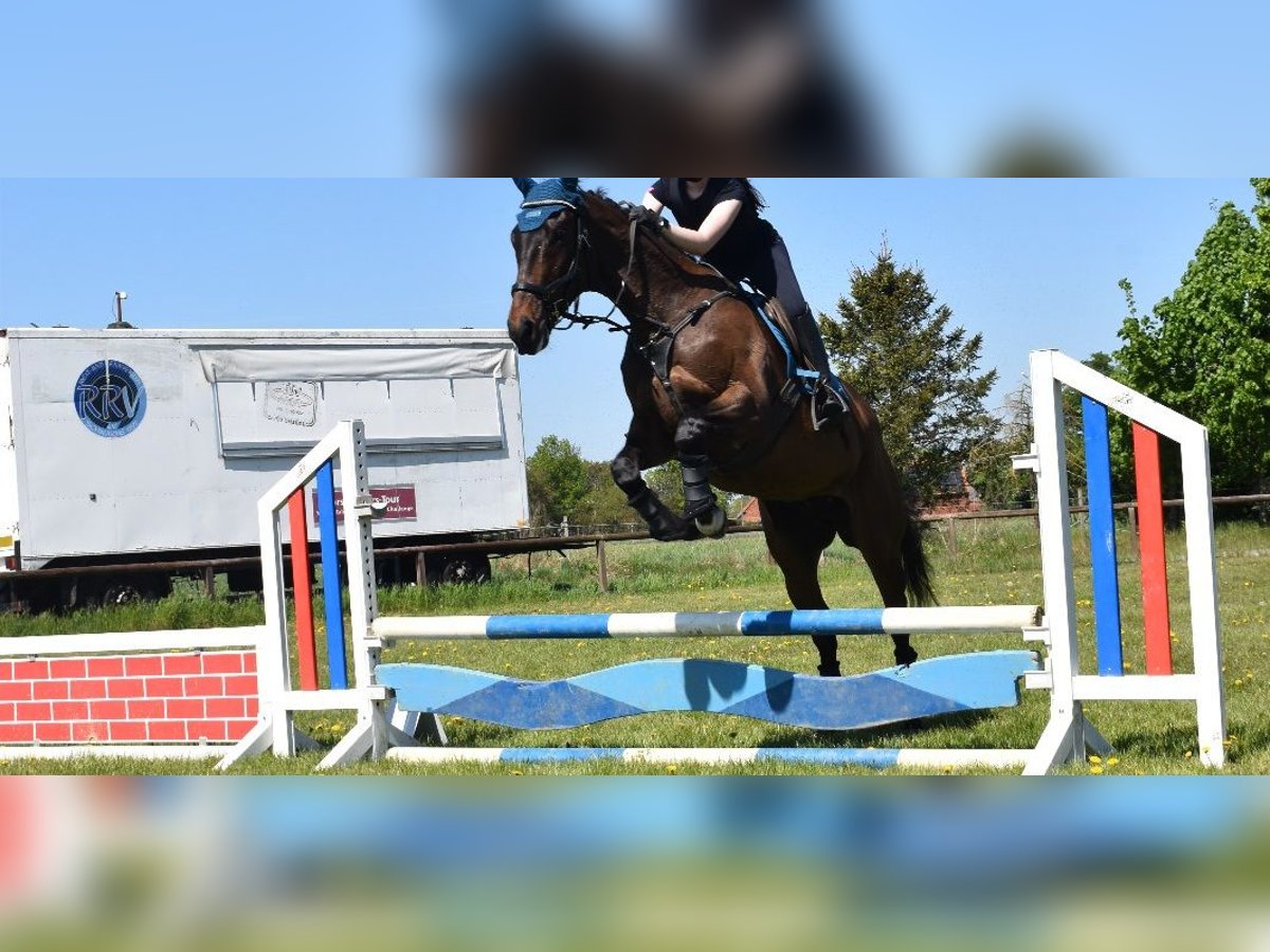 Englisches Vollblut Wallach 7 Jahre 164 cm Dunkelbrauner in Riede