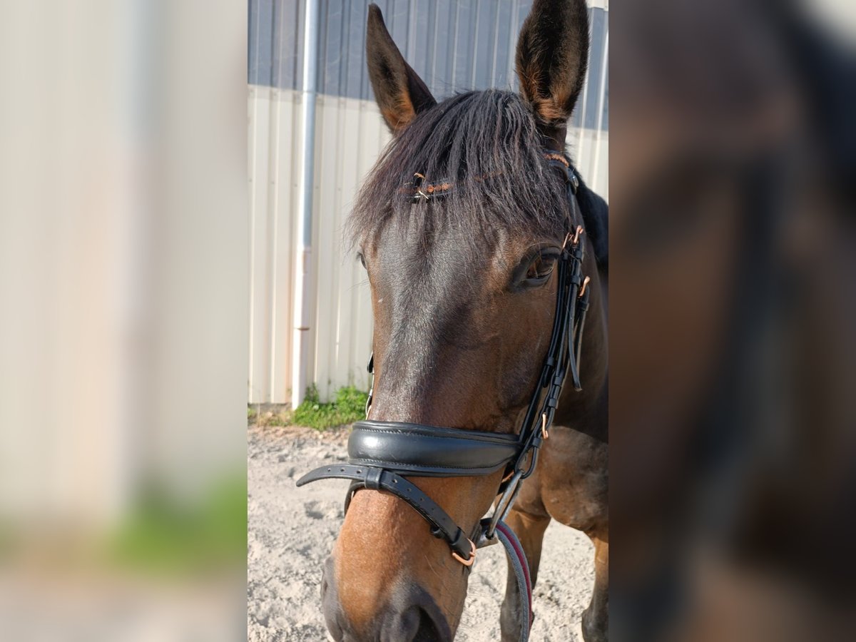 Englisches Vollblut Wallach 7 Jahre 165 cm Dunkelbrauner in Schriesheim