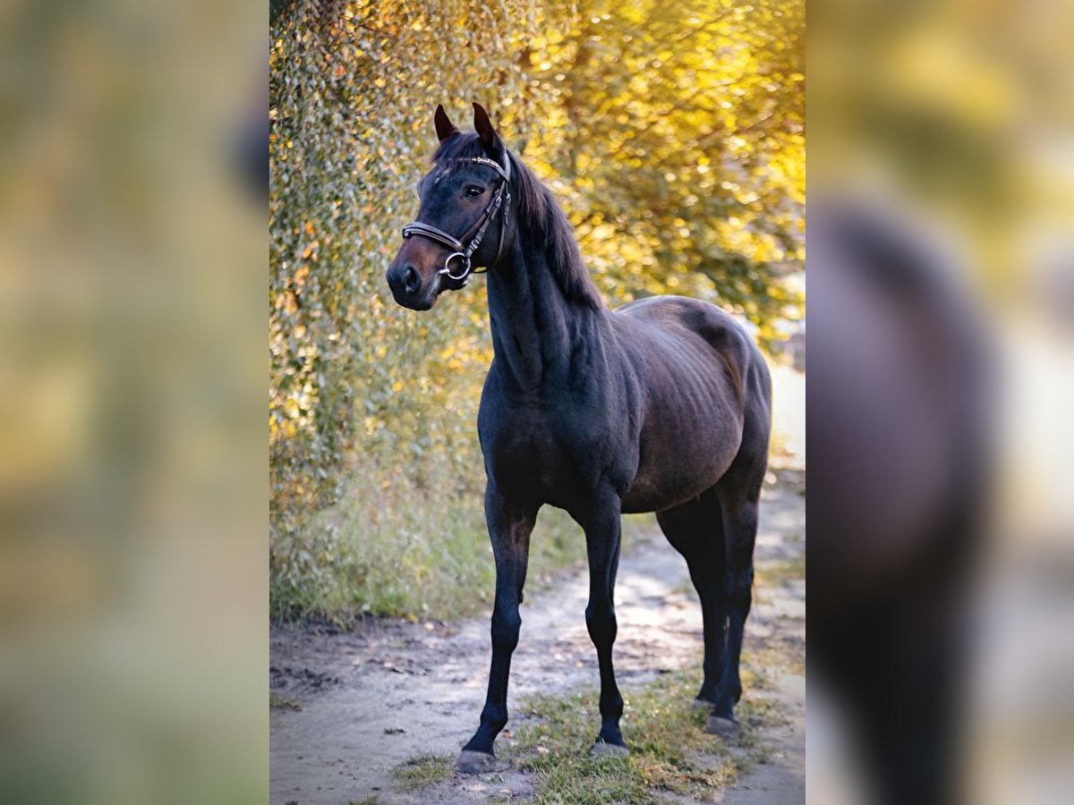 Englisches Vollblut Wallach 7 Jahre 165 cm Dunkelbrauner in Nadma