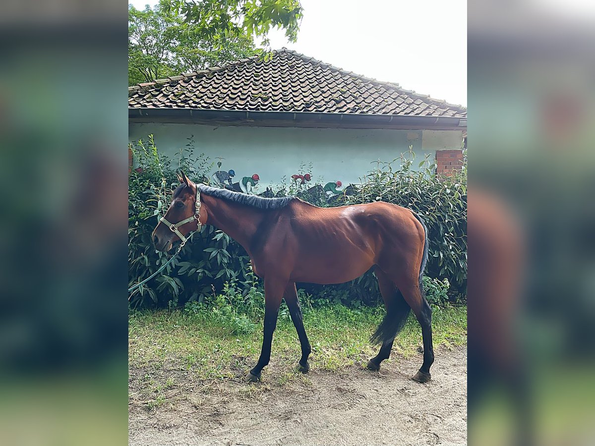 Englisches Vollblut Wallach 7 Jahre 168 cm Brauner in Hannover