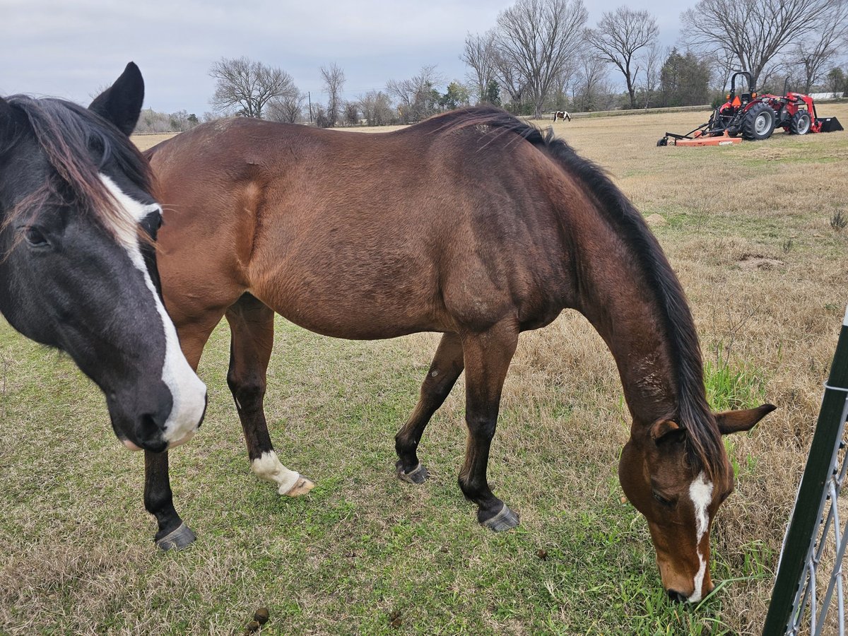 Englisches Vollblut Wallach 8 Jahre 152 cm Brauner in Teague, TX