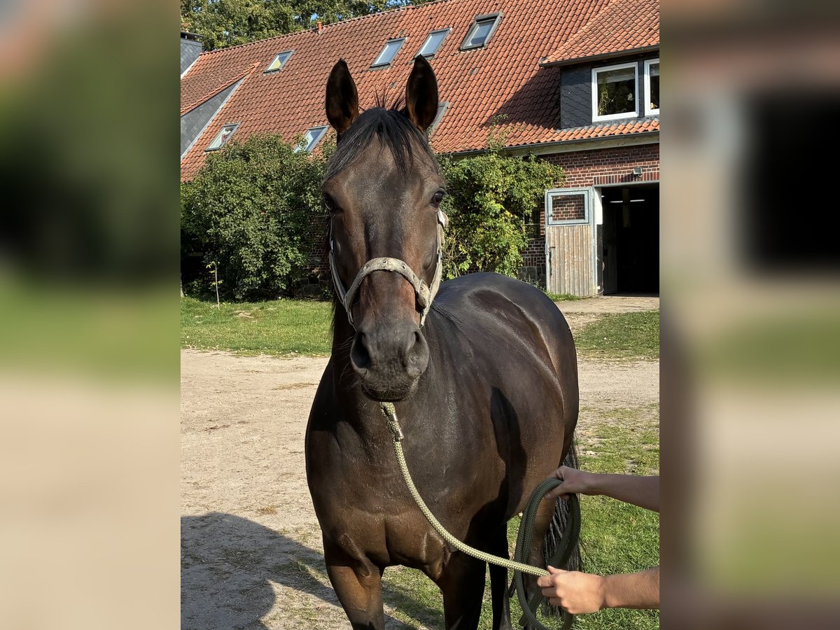 Englisches Vollblut Wallach 8 Jahre 160 cm Dunkelbrauner in Schneverdingen