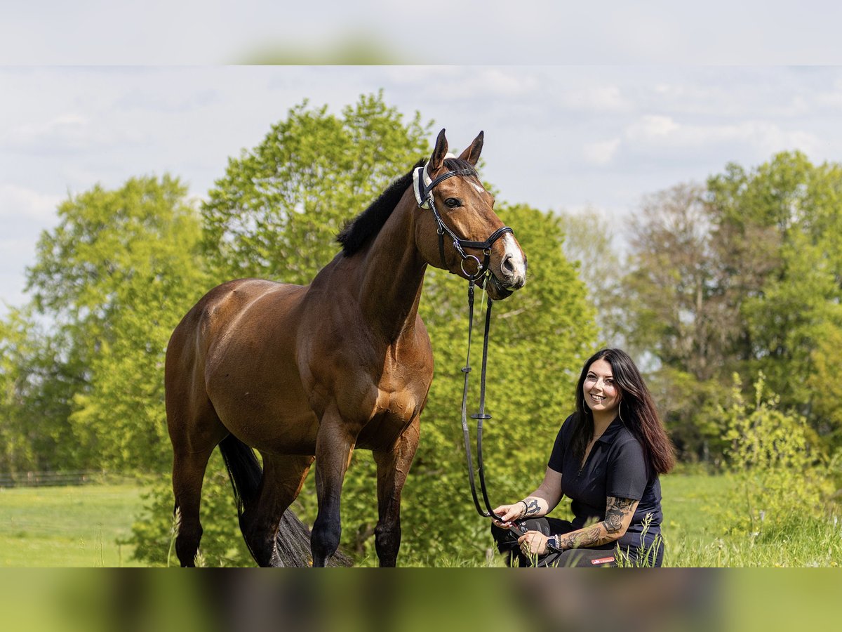 Englisches Vollblut Wallach 9 Jahre 165 cm Brauner in Penzberg