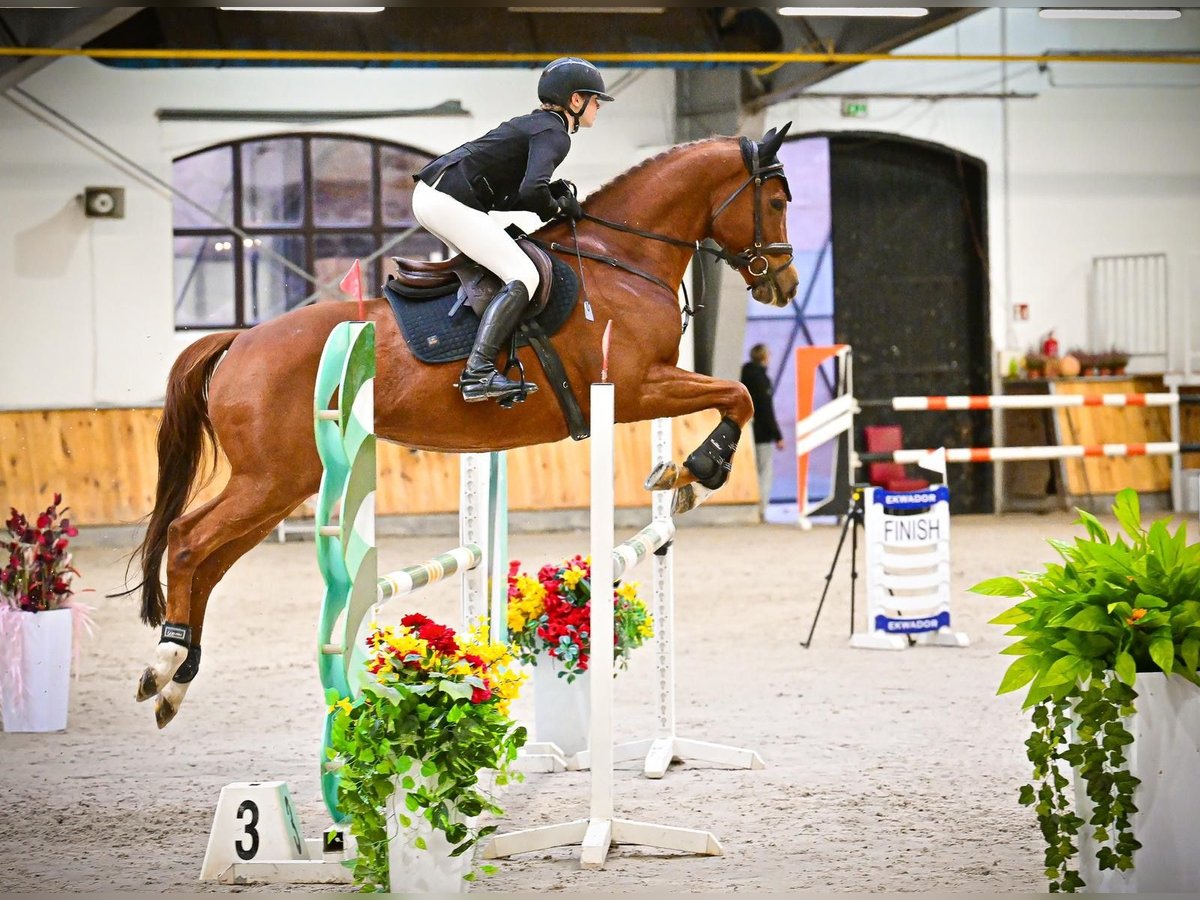 Englisches Vollblut Wallach 9 Jahre 165 cm Fuchs in Barczewo