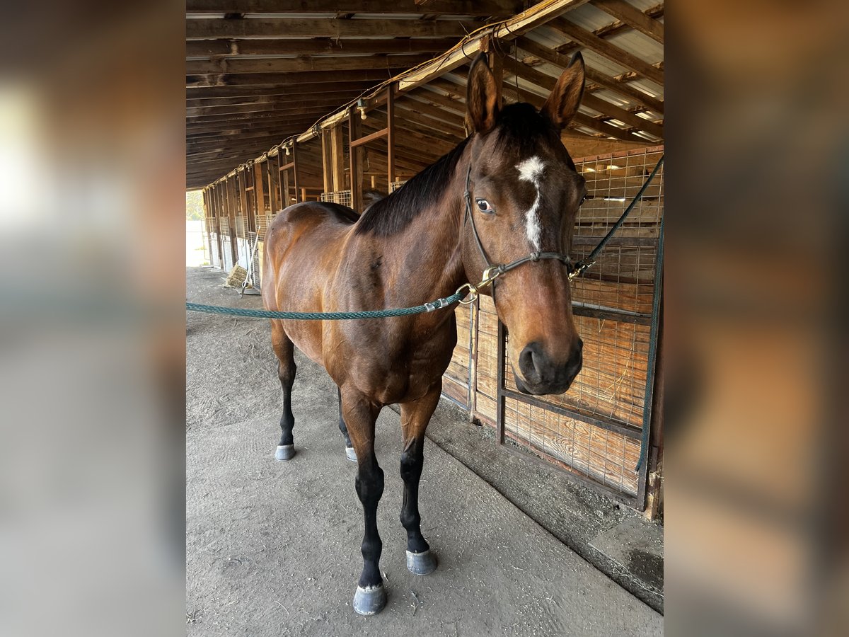 Englisches Vollblut Wallach 9 Jahre 166 cm Rotbrauner in Roscoe