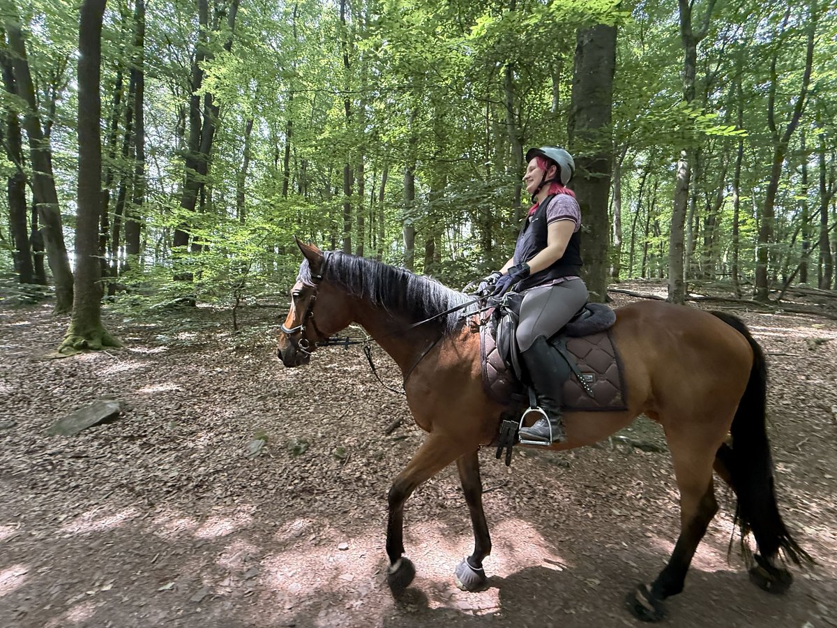 Englisches Vollblut Wallach 9 Jahre 167 cm Dunkelbrauner in Losheim am See