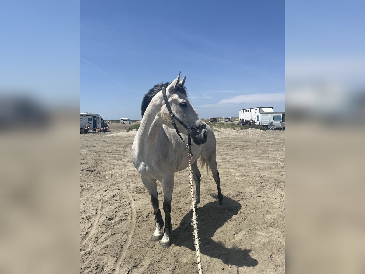 Englisches Vollblut Wallach 9 Jahre 170 cm Schimmel in Velaux