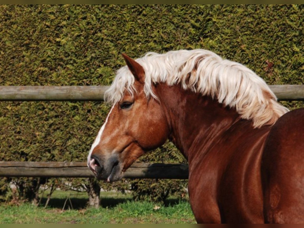 ERAL Rhenisch-German Heavy Draft Stallion Chestnut-Red in Geilenkirchen