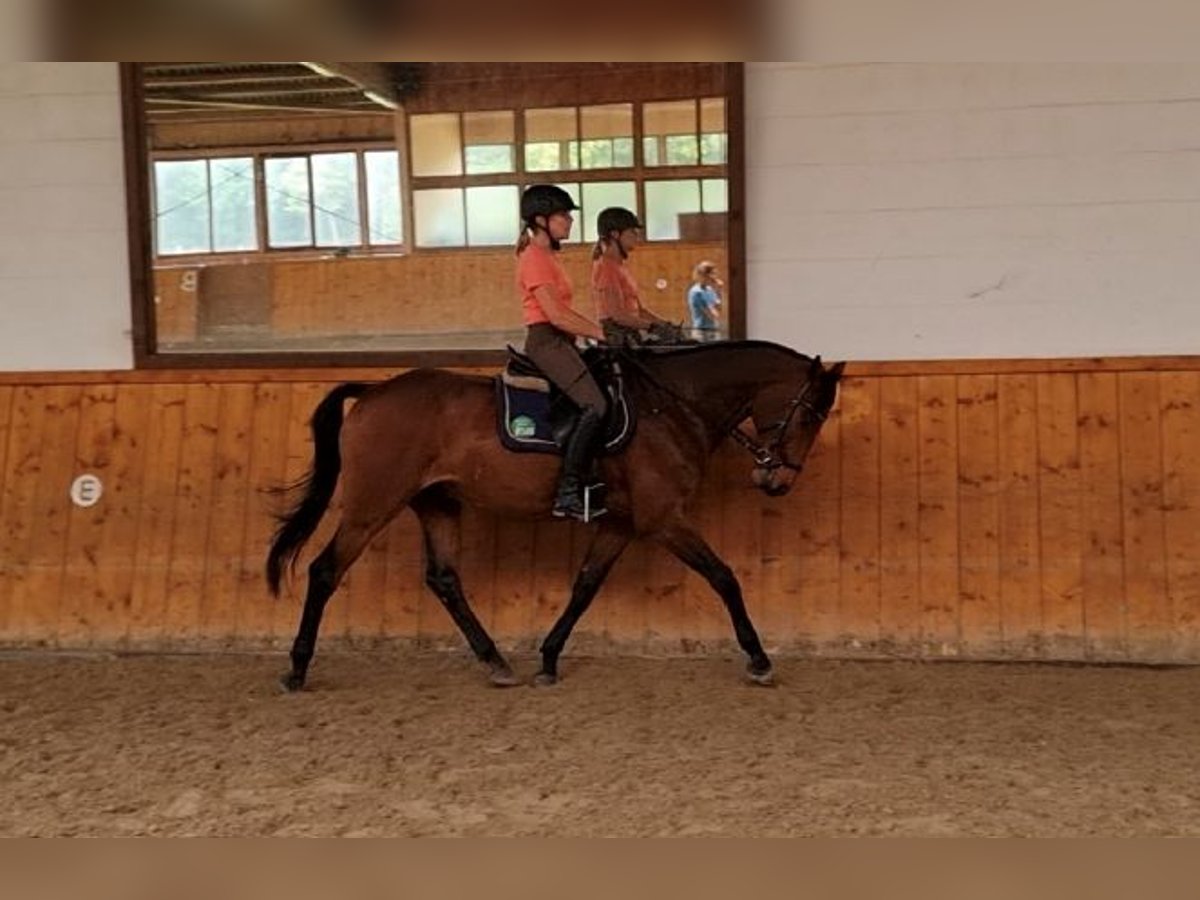 Erfahrene Reiterin sucht Reitbeteiligung im Raum Göttingen Erfahrene Reiterin sucht Reitbeteiligung im Raum Göttingen